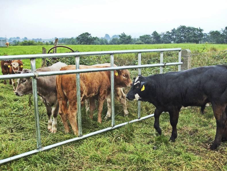 Swinging Calf Creep Gate The Farming Forum