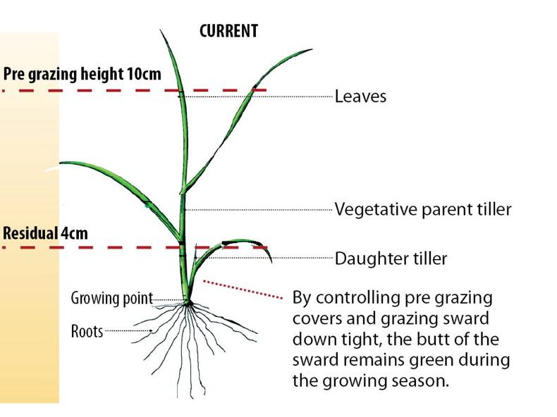 Understanding how perennial ryegrass grows 17 October 2015 Free