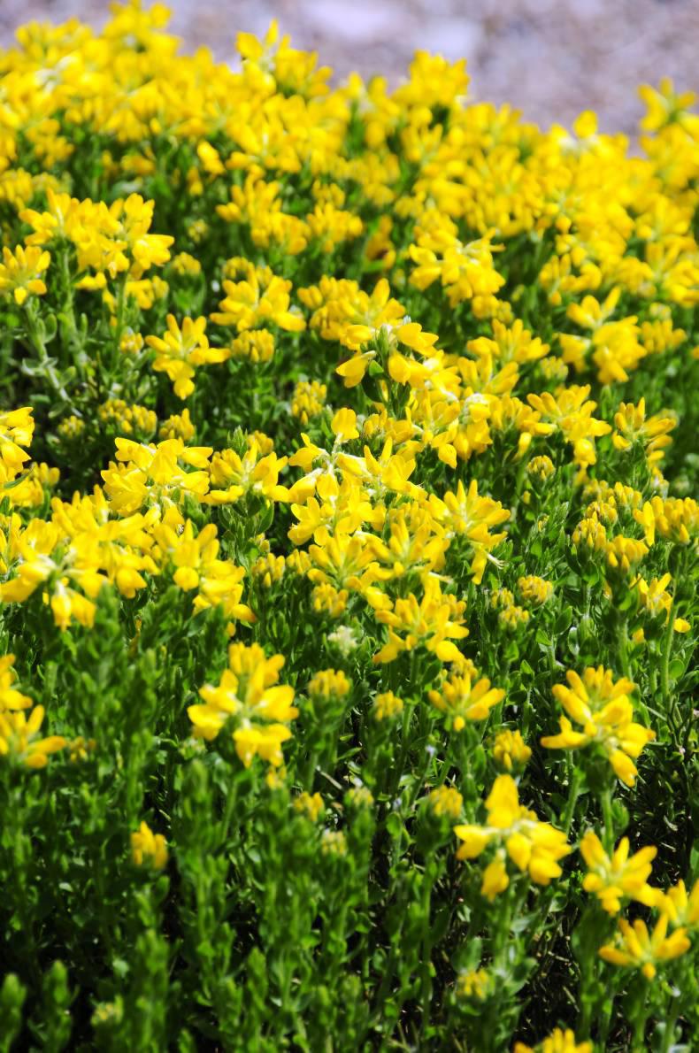 Yellow Spanish gorse in all its beauty 26 May 2016 Premium