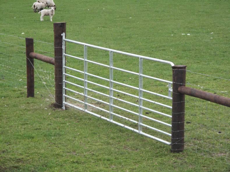 Sheep fencing open for online applications in TAMS II 08 June 2016 Premium