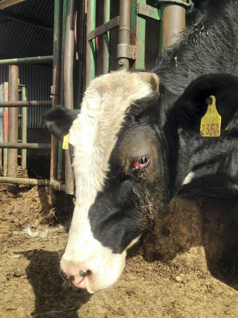 Vet's corner a pinkeye misdiagnosis 19 June 2016 Premium