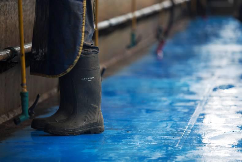 Safety around the milking parlour 11 August 2016 Free