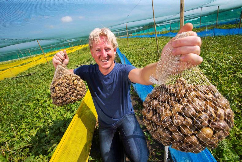 Growing interest in highprofit snail farming 20 November 2016 Free