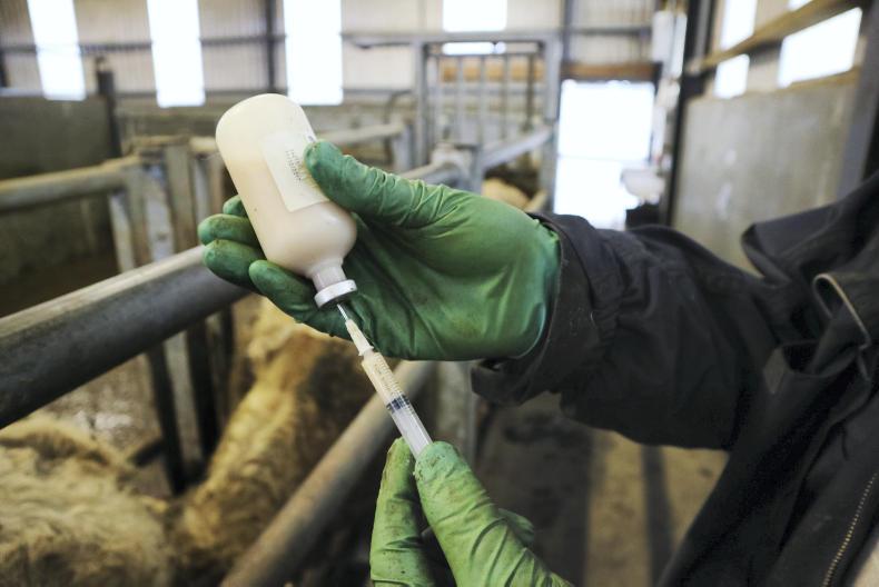 Watch How to inject cattle correctly 17 May 2017 Premium