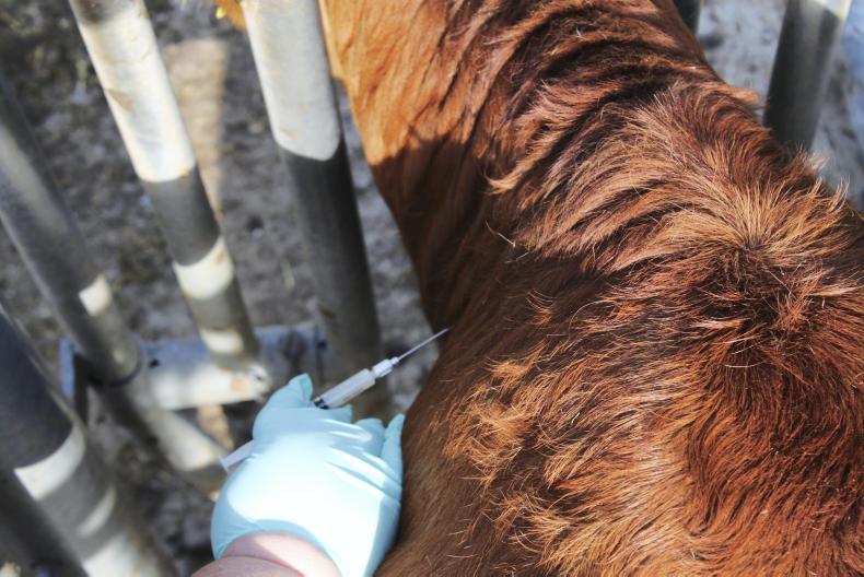 Watch How to inject cattle correctly 17 May 2017 Premium