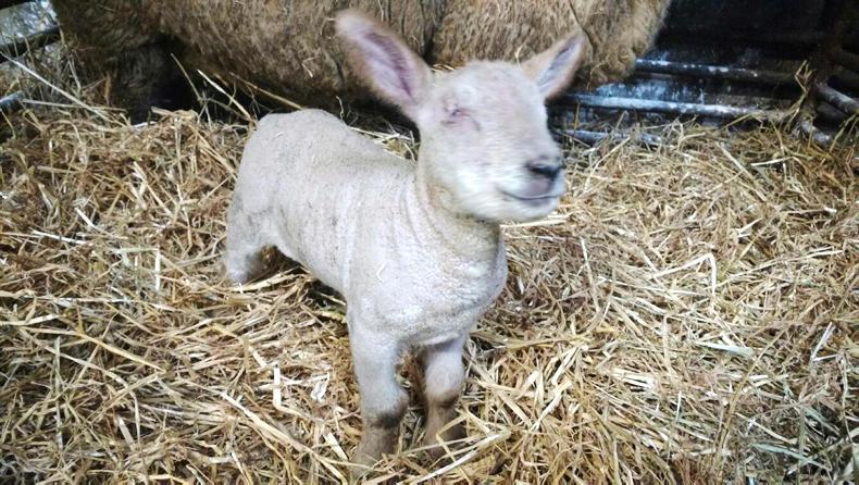 Carlow farmer does a double-take at eye-less lamb 30 November -0001 Free