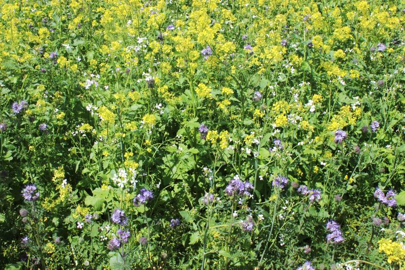 Making the most of catch crops 26 April 2017 Premium