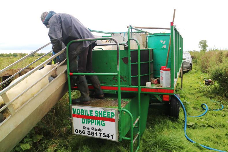 Sheep dipping on your doorstep 31 August 2017 Premium