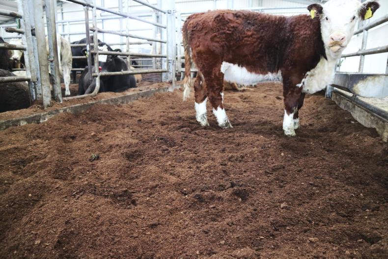 Watch is peat bedding a realistic option this winter? 20 November 2017