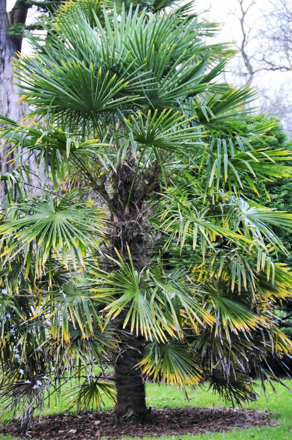 Cabbage Palm Tree Ireland