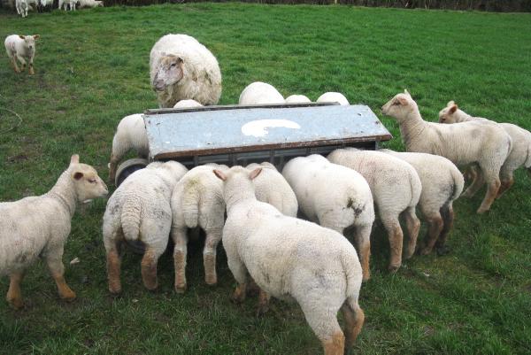 Farmer Writes To Creep Feed Or Not 24 March 2014 Free