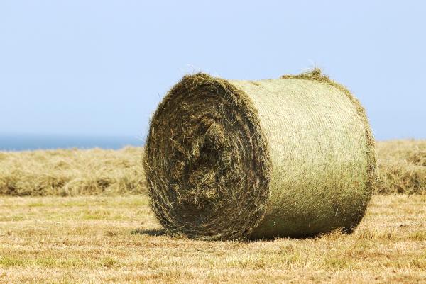 Tips on making top quality hay - Free