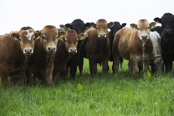 Russian ban on EU food – beef perspective