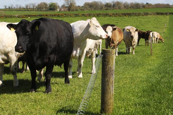 Philippines reopens to Irish beef 