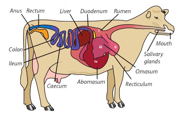 Farmer writes: Ruminating on ruminants 27 August 2014 Free cattle digestive system diagram 