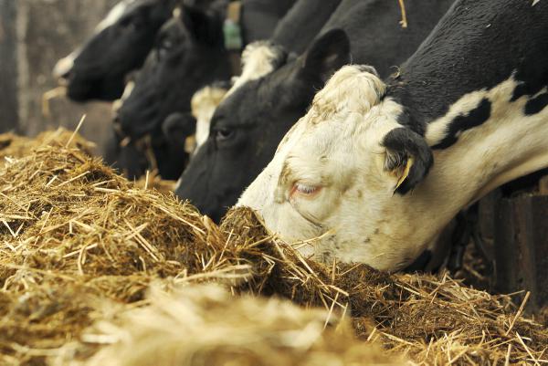 Making a profit from winter finishing