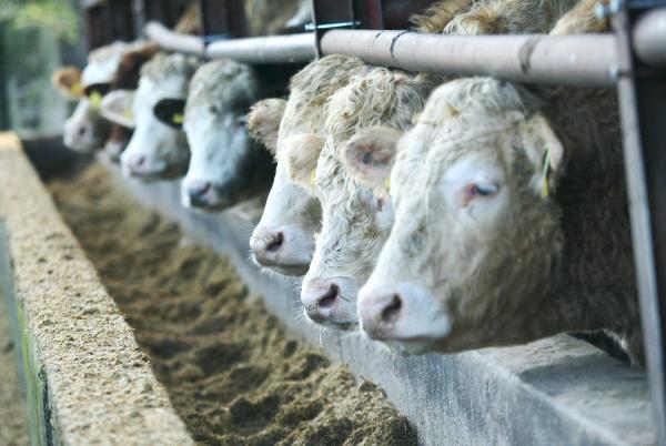 Tightening beef supplies likely to rise beef prices