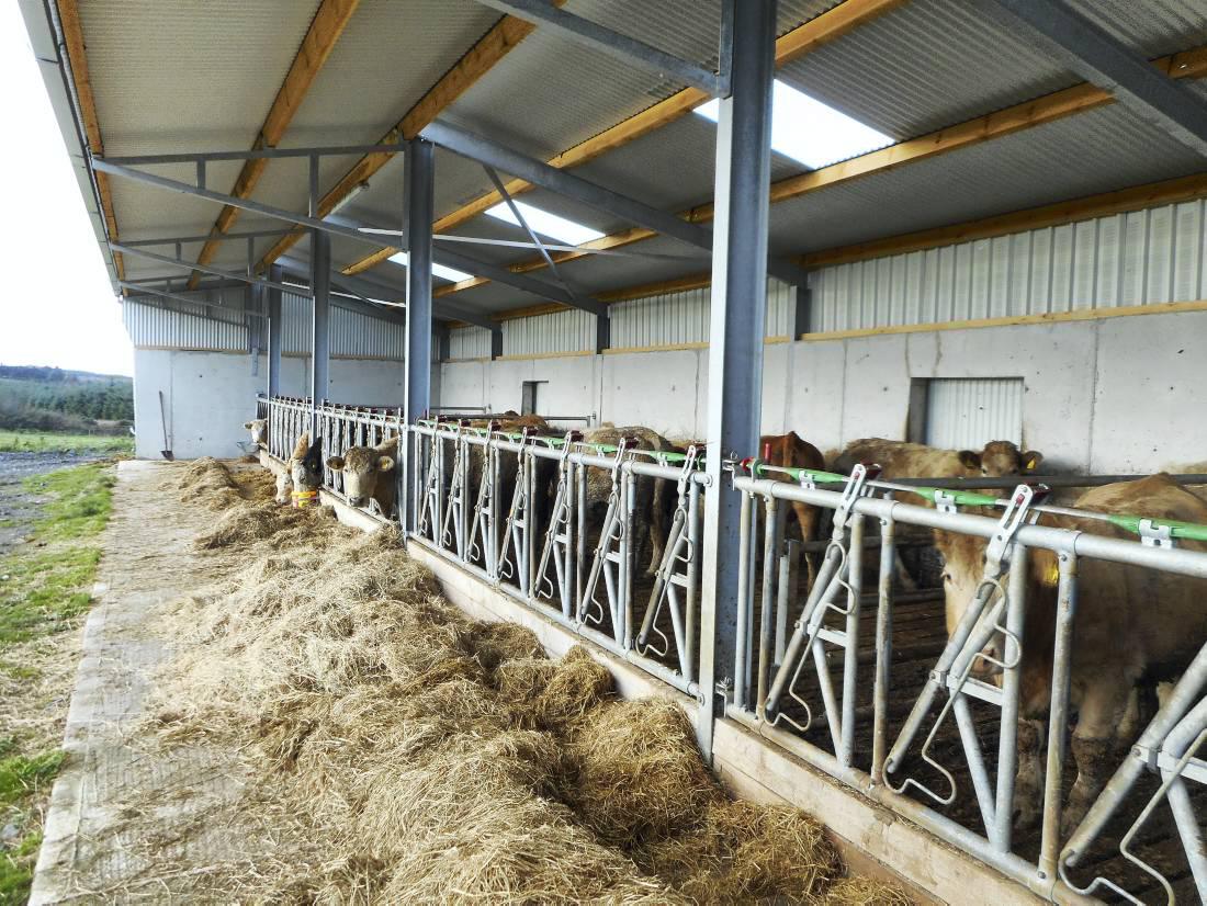 A healthy shed for suckler cows 03 December 2014 Premium