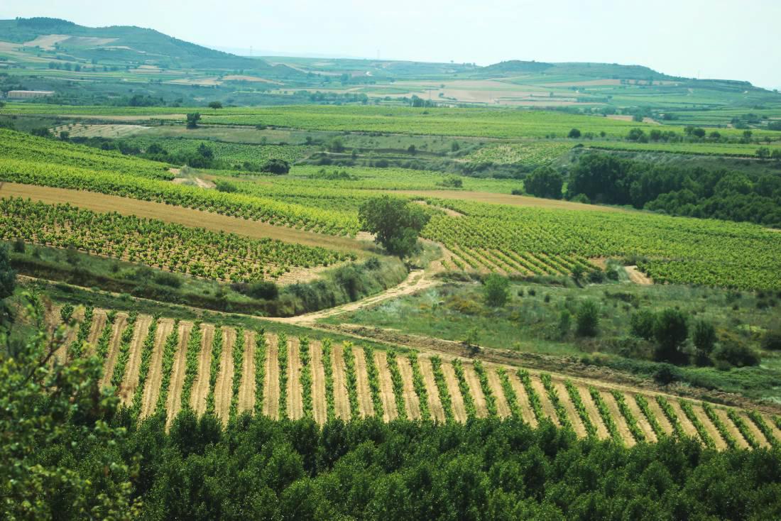 The many impressions of agriculture in Spain 30 December 2014 Premium