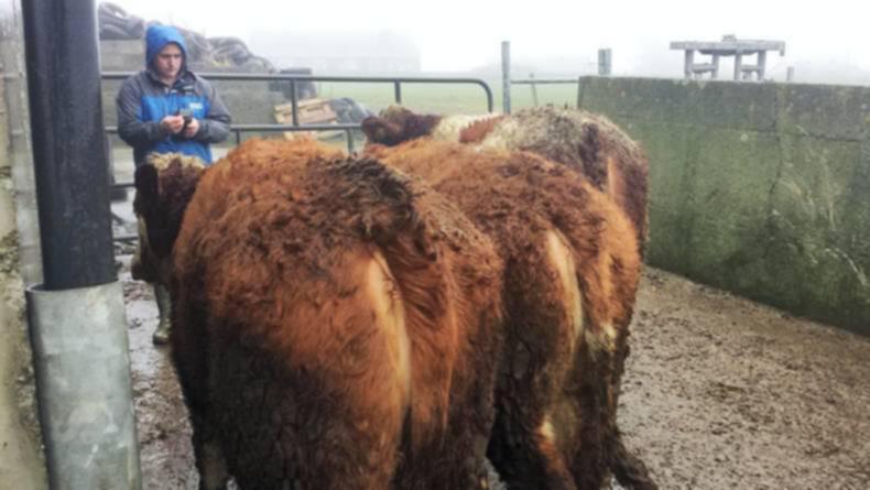 Farmer writes: Settling on a finishing system 