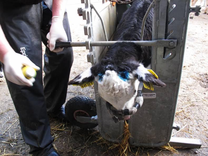 Dairy KnowHow Your guide to dehorning a young calf 15 October 2015 Free
