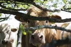 SIU carried out 600 investigations in five years