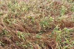 Markets, Aphids and grasses discussed at Forum