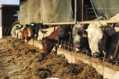 Three methods for cattle finishing