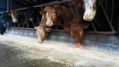 Beef finishing fails to add up