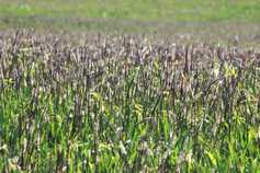 Emphasis on good farming practice at the national tillage conference