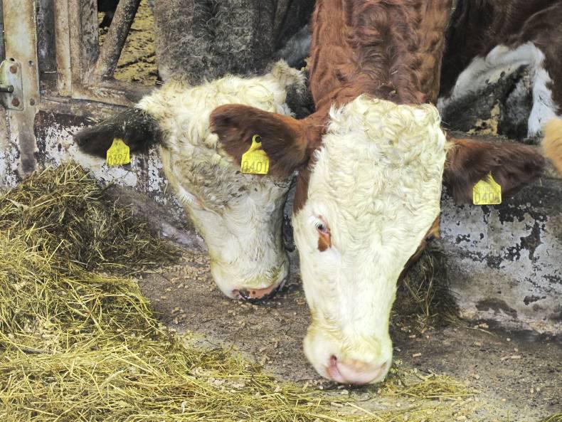 Average Slaughter Age Of Cattle Drops Slightly In Northern Ireland 30 November 0001 Free