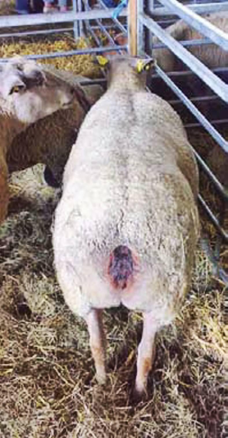 Correct procedure for tail docking in lambs 27 March 2016 Premium