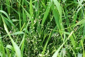 The grass weed menace in tillage
