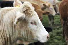 Farm organisations express alarm at tariff proposals in Mercosur talks