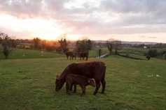 €350/head British beef price differential eroded
