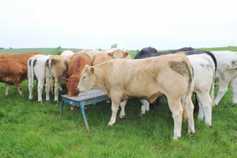 Cattle turned into a rewarding experience