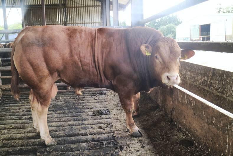 Watch: ‘99% of our bulls are grade U, or better’ - Premium