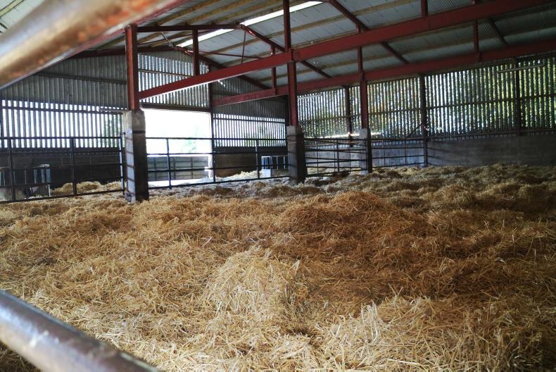 3,500 cattle, fluke in the flesh and the threat of amr 19