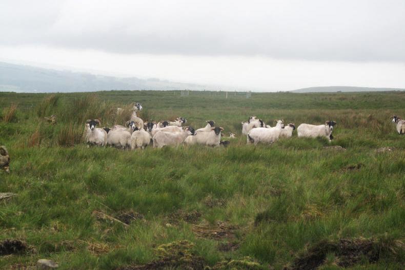 Listen: GPS trackers to deter sheep thieves 30 November -0001 Premium