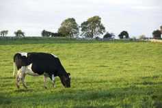 Irish Farmers Journal breakfast news: CETA deal on a knife edge