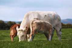 Proposed trade deals could cut beef prices by up to 16% – EU study