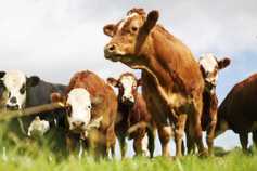 Factories unable to handle  cattle as average beef price lags