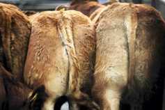 The US to resume hormone beef battle with the EU