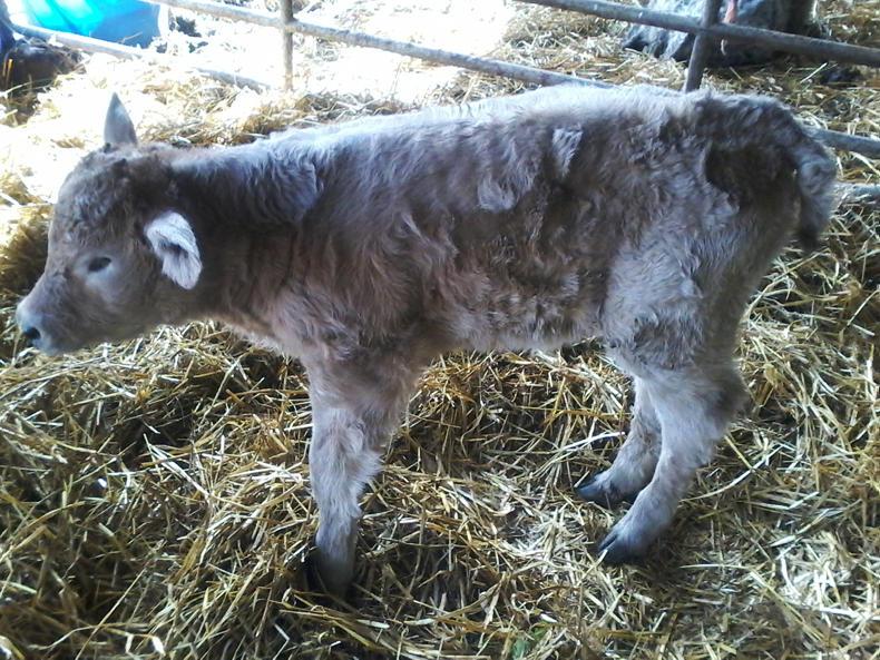 Jenny, the calf with no eyes 30 November -0001 Free