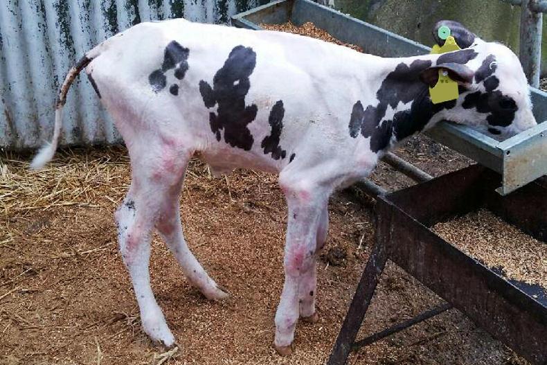 Deformed calves under the spotlight 02 February 2017 Premium