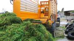 Watch: the fresh grass of Belair 