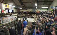 Watch back: Livestock demonstration at Ennis mart 
