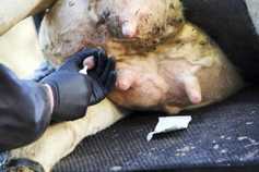 Farmer writes: farming has to go into antibiotics cold turkey