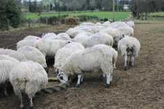 Ready for a new lambing season