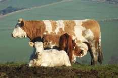 Scotland takes big step on road to BSE negligible-risk status